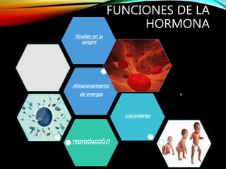 reproducción
crecimiento
Almacenamiento
de energía
FUNCIONES DE LA
HORMONA
Niveles en la
sangre
 