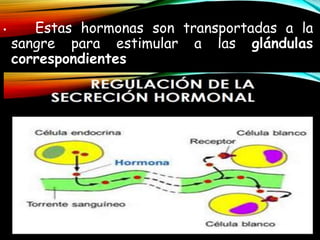 • Estas hormonas son transportadas a la
sangre para estimular a las glándulas
correspondientes
 
