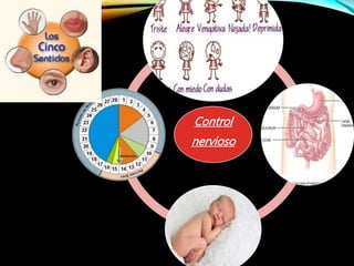 Control
nervioso
 