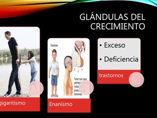 GLÁNDULAS DEL
CRECIMIENTO
gigantismo Enanismo
• Exceso
• Deficiencia
trastornos
 