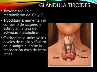 GLÁNDULA TIROIDES
• Tiroxina: regula el
metabolismo del Ca y P
• Tryoditorina: aumentan el
consumo de oxígeno y
estimulan la tasa de
actividad metabólica
• Calcitonina: disminuye los
niveles de calcio y fósforo
en la sangre e inhibe la
reabsorción ósea de estos
iones.
 