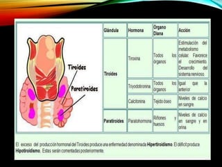 GLÁNDULA PARATIROIDES
 