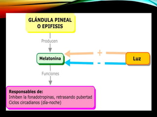 GLÁNDULA PINEAL
Importancia Trastornos
 