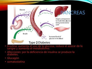 PÁNCREAS
• Insulina: aumenta el uso de la glucosa, reduce el azúcar de la
sangre y aumenta el metabolismo.
• Afecciones: por la deficiencia de insulina se produce la
diabetes.
• Glucagón
• somatostatina
 