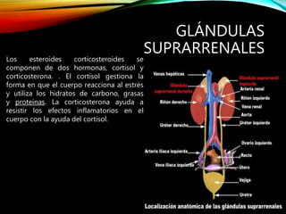 GLÁNDULAS
SUPRARRENALES
Los esteroides corticosteroides se
componen de dos hormonas, cortisol y
corticosterona. . El cortisol gestiona la
forma en que el cuerpo reacciona al estrés
y utiliza los hidratos de carbono, grasas
y proteínas. La corticosterona ayuda a
resistir los efectos inflamatorios en el
cuerpo con la ayuda del cortisol.
 