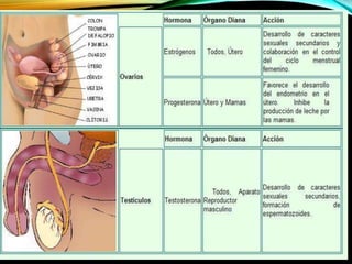 OVARIOS
• Progesterona • Estrógenos
 