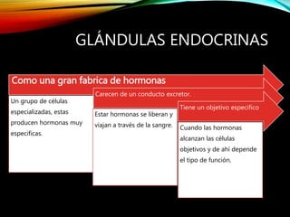 GLÁNDULAS ENDOCRINAS
Como una gran fabrica de hormonas
Un grupo de células
especializadas, estas
producen hormonas muy
especificas.
Carecen de un conducto excretor.
Estar hormonas se liberan y
viajan a través de la sangre.
Tiene un objetivo especifico
Cuando las hormonas
alcanzan las células
objetivos y de ahí depende
el tipo de función.
 
