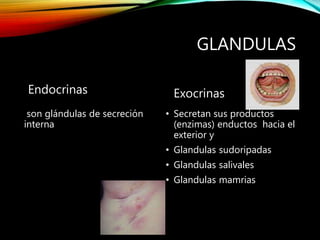 GLANDULAS
Endocrinas
son glándulas de secreción
interna
Exocrinas
• Secretan sus productos
(enzimas) enductos hacia el
exterior y
• Glandulas sudoripadas
• Glandulas salivales
• Glandulas mamrias
 