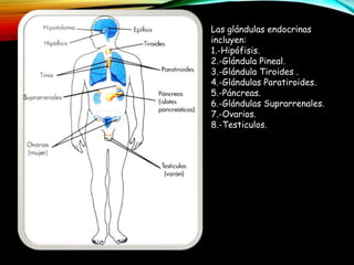 Las glándulas endocrinas
incluyen:
1.-Hipófisis.
2.-Glándula Pineal.
3.-Glándula Tiroides .
4.-Glándulas Paratiroides.
5.-Páncreas.
6.-Glándulas Suprarrenales.
7.-Ovarios.
8.-Testiculos.
 