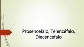 Prosencefalo, Telencéfalo,
Diecencefalo
 