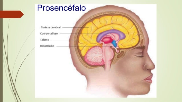 prosencefalo, telencefalo, diencefalo