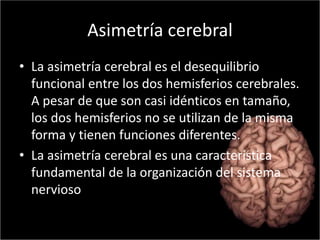 Asimetría cerebral 
• La asimetría cerebral es el desequilibrio 
funcional entre los dos hemisferios cerebrales. 
A pesar de que son casi idénticos en tamaño, 
los dos hemisferios no se utilizan de la misma 
forma y tienen funciones diferentes. 
• La asimetría cerebral es una característica 
fundamental de la organización del sistema 
nervioso 
 