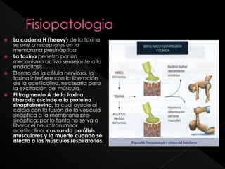 







La cadena H (heavy) de la toxina
se une a receptores en la
membrana presináptica
La toxina penetra por un
mecanismo activo semejante a la
endocitosis
Dentro de la célula nerviosa, la
toxina interfiere con la liberación
de la acetilcolina, necesaria para
la excitación del músculo.
El fragmento A de la toxina
liberada escinde a la proteína
sinaptobrevina, la cual ayuda al
calcio con la fusión de la vesícula
sináptica a la membrana presináptica; por lo tanto no se va a
liberar el neurotransmisor
acetilcolina, causando parálisis
musculares y la muerte cuando se
afecta a los músculos respiratorios.

 
