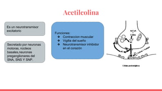 Acetilcolina
Es un neurotransmisor
excitatorio
Secretado por neuronas
motoras, núcleos
basales,neuronas
preganglionares del
SNA, SNS Y SNP.
Funciones:
❖ Contraccion muscular
❖ Vigilia del sueño
❖ Neurotransmisor inhibidor
en el corazón
 