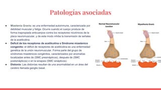 Patologías asociadas
● Miastenia Gravis: es una enfermedad autoinmune, caracterizada por
debilidad muscular y fatiga. Ocurre cuando el cuerpo produce de
forma inapropiada anticuerpos contra los receptores nicotínicos de la
placa neuromuscular, y de este modo inhibe la transmisión de señales
de la acetilcolina.
● Deficit de los receptores de acetilcolina o Síndrome miastenico
congenito: el déficit de receptores de acetilcolina es una enfermedad
genética de la unión neuromuscular. Forma parte del grupo de
síndromes miasténicos congénitos, caracterizados por anomalías
localizadas antes de (SMC presinápticos), después de (SMC
postsinápticos) o en la sinapsis (SMC sinápticos).
● Distonía: Las distonías resultan de una anormalidad en un área del
cerebro llamada ganglio basal.
 