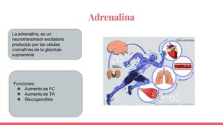 Adrenalina
La adrenalina, es un
neurotransmisor excitatorio
producido por las células
cromafines de la glándula
suprarrenal
Funciones:
❖ Aumento de FC
❖ Aumento de TA
❖ Glucogenolisis
 