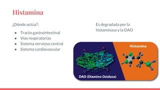Histamina
¿Dónde actúa?:
● Tracto gastrointestinal
● Vías respiratorias
● Sistema nervioso central
● Sistema cardiovascular
Es degradada por la
histaminasa y la DAO
 