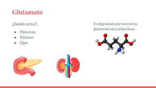 Glutamato
¿Donde actúa?:
● Páncreas
● Riñones
● Ojos
Es degradada por la enzima
glutamato descarboxilasa
 