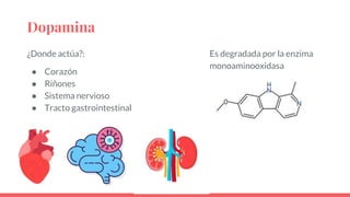 Dopamina
¿Donde actúa?:
● Corazón
● Riñones
● Sistema nervioso
● Tracto gastrointestinal
Es degradada por la enzima
monoaminooxidasa
 