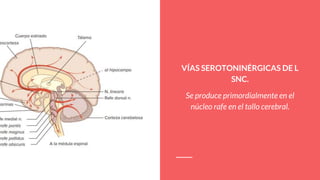 VÍAS SEROTONINÉRGICAS DE L
SNC.
Se produce primordialmente en el
núcleo rafe en el tallo cerebral.
 