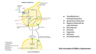 ● Vasodilatación e
inotropismo postivo.
● Aumenta la natriuresis.
● Regula la liberación de
catecolaminas.
● Recompensa.
● Emoción.
● Cognición.
● Memoria.
● Actividad motriz.
Está vinculada al GABA y el glutamato.
 