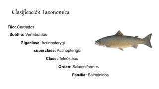 Clasificación Taxonomíca
Filo: Cordados
Subfilo: Vertebrados
Gigaclase: Actinopterygi
superclase: Actinopterigio
Clase: Teleósteos
Orden: Salmoniformes
Familia: Salmónidos
 