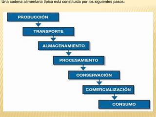Una cadena alimentaria típica está constituida por los siguientes pasos:
 