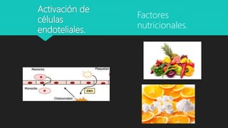 Activación de
células
endoteliales.
Factores
nutricionales.
 