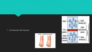  Homeostasis del Volumen
 