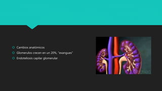  Cambios anatómicos
 Glomerulos crecen en un 20%, “exangues”
 Endoteliosis capilar glomerular
 