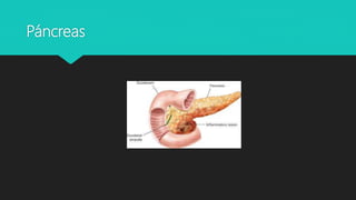 Páncreas
 