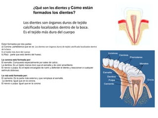 ¿Qué son los dientes y Cómo están
                                  formados los dientes?

                       Los dientes son órganos duros de tejido
                       calcificado localizados dentro de la boca.
                       Es el tejido más duro del cuerpo

Están formados por dos partes:
a) Corona: parteblanca que se ve. Los dientes son órganos duros de tejido calcificado localizados dentro
de la boca.
Es el tejido más duro del cuerpo
b) Raíz : parte que está dentro del hueso.

La corona está formada por:
El esmalte. Compuesto especialmente por sales de calcio..
La dentina. Es un tejido menos duro que el esmalte y de color amarillento.
El nervio o pulpa. Es el tejido encargado de nutrir y defender el diente y reaccionan a cualquier
estímulo doloroso.

La raíz está formada por:
El cemento. Es la parte más externa y que remplaza al esmalte.
La dentina. Igual que en la corona.
El nervio o pulpa. Igual que en la corona
 