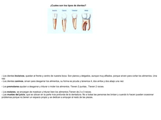 ¿Cuales son los tipos de dientes?




- Los dientes Incisivos, quedan al frente y centro de nuestra boca. Son planos y delgados, aunque muy afilados, porque sirven para cortar los alimentos. Una
raiz
- Los dientes caninos, sirven para desgarrar los alimentos, su forma es picuda y tenemos 4, dos arriba y dos abajo una raiz

- Los premolares ayudan a desgarrar y triturar o moler los alimentos. Tienen 2 puntas.. Tienen 2 raíces.

- Los molares, se encargan de masticar y triturar bien los alimentos.Tienen de 2 a 3 raíces.
-.Las muelas del juicio, que se ubican en la parte más profunda de la dentadura. No a todas las personas les brotan y cuando lo hacen pueden ocasionar
problemas porque no tienen un espacio propio y se dedican a empujar al resto de las piezas.
 