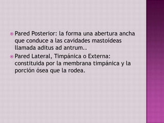  Pared Posterior: la forma una abertura ancha
  que conduce a las cavidades mastoídeas
  llamada aditus ad antrum..
 Pared Lateral, Timpánica o Externa:
  constituida por la membrana timpánica y la
  porción ósea que la rodea.
 