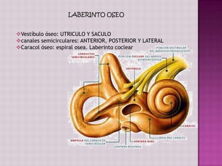 LABERINTO OSEO


Vestíbulo óseo: UTRICULO Y SACULO
canales semicirculares: ANTERIOR, POSTERIOR Y LATERAL
Caracol óseo: espiral osea. Laberinto coclear
 