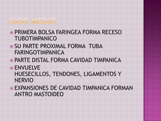  PRIMERA BOLSA FARINGEA FORMA RECESO
  TUBOTIMPANICO
 SU PARTE PROXIMAL FORMA TUBA
  FARINGOTIMPANICA
 PARTE DISTAL FORMA CAVIDAD TIMPANICA
 ENVUELVE
  HUESECILLOS, TENDONES, LIGAMENTOS Y
  NERVIO
 EXPANSIONES DE CAVIDAD TIMPANICA FORMAN
  ANTRO MASTOIDEO
 