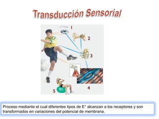 Proceso mediante el cual diferentes tipos de E° alcanzan a los receptores y son
transformados en variaciones del potencial de membrana.