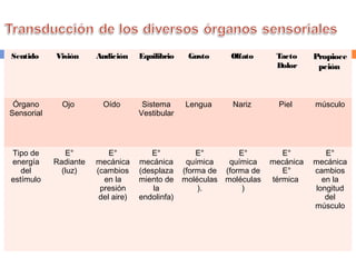 Sentido Visión Audición Equilibrio Gusto Olfato Tacto
Dolor
Propioce
pción
Órgano
Sensorial
Ojo Oído Sistema
Vestibular
Lengua Nariz Piel músculo
Tipo de
energía
del
estímulo
E°
Radiante
(luz)
E°
mecánica
(cambios
en la
presión
del aire)
E°
mecánica
(desplaza
miento de
la
endolinfa)
E°
química
(forma de
moléculas
).
E°
química
(forma de
moléculas
)
E°
mecánica
E°
térmica
E°
mecánica
cambios
en la
longitud
del
músculo