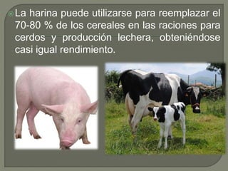 Uso de productos no tradicionales  en la alimentación animal