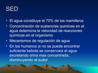 SED El agua constituye el 70% de los mamiferos Concentración de sustancias quimicas en el agua determina la velocidad de reacciones químicas en el organismo  Mecanismos de regulación de agua En los humanos si no se puede encontrar suficiente bebida se conservara el agua excretando orina mas concentrada, disminuyendo al sudor 