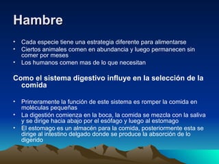 Hambre  Cada especie tiene una estrategia diferente para alimentarse  Ciertos animales comen en abundancia y luego permanecen sin comer por meses Los humanos comen mas de lo que necesitan Como el sistema digestivo influye en la selección de la comida Primeramente la función de este sistema es romper la comida en moléculas pequeñas La digestión comienza en la boca, la comida se mezcla con la saliva y se dirige hacia abajo por el esófago y luego al estomago El estomago es un almacén para la comida, posteriormente esta se dirige al intestino delgado donde se produce la absorción de lo digerido 