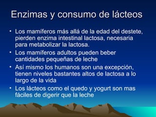 Enzimas y consumo de lácteos   Los mamíferos más allá de la edad del destete, pierden enzima intestinal lactosa, necesaria para metabolizar la lactosa. Los mamíferos adultos pueden beber cantidades pequeñas de leche Así mismo los humanos son una excepción, tienen niveles bastantes altos de lactosa a lo largo de la vida Los lácteos como el quedo y yogurt son mas fáciles de digerir que la leche 