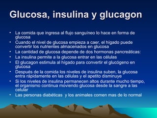 Glucosa, insulina y glucagon   La comida que ingresa al flujo sanguíneo lo hace en forma de glucosa  Cuando el nivel de glucosa empieza a caer, el hígado puede convertir los nutrientes almacenados en glucosa La cantidad de glucosa depende de dos hormonas pancreáticas: La insulina permite a la glucosa entrar en las células El glucagon estimula al hígado para convertir el glucógeno en glucosa Después de la comida los niveles de insulina suben, la glucosa entra rápidamente en las células y el apetito disminuye  Si los niveles de insulina permanecen altos durante mucho tiempo, el organismo continua moviendo glucosa desde la sangre a las celular Las personas diabéticas  y los animales comen mas de lo normal 