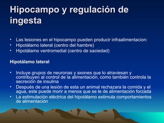 Hipocampo y regulación de ingesta   Las lesiones en el hipocampo pueden producir infraalimentacion: Hipotálamo lateral (centro del hambre) Hipotálamo ventromedial (centro de saciedad) Hipotálamo lateral Incluye grupos de neuronas y axones que lo atraviesan y contribuyen al control de la alimentación, como también controla la secreción de insulina Después de una lesión de esta un animal rechazara la comida y el agua, este puede morir a menos que se le de alimentación forzada La estimulación eléctrica del hipotálamo estimula comportamientos de alimentación  
