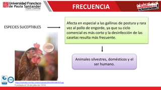 FRECUENCIA
ESPECIES SUCEPTIBLES
Afecta en especial a las gallinas de postura y rara
vez al pollo de engorde, ya que su ciclo
comercial es más corto y la desinfección de las
casetas resulta más frecuente.
Animales silvestres, domésticos y el
ser humano.
https://redmidia.com/wp-content/uploads/2014/09/2409-873.jpg
 