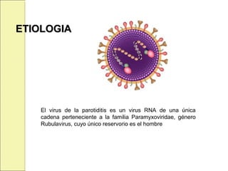 ETIOLOGIAETIOLOGIA
El virus de la parotiditis es un virus RNA de una única
cadena perteneciente a la familia Paramyxoviridae, género
Rubulavirus, cuyo único reservorio es el hombre
 