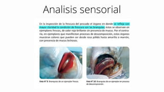 Analisis sensorial
 