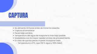No alimento 24 horas antes de iniciar la cosecha.
Captura al amanecer
Peces bajo sombra,
Temperatura del agua de trasporte lo más bajo posible
trasladarlos con la mayor rapidez al área de procesamiento.
En caso de que los peces mueran incorporar hielo
Temperatura a 0°C, que (50 % agua y 50% hielo).
CAPTURA
 