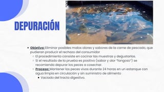 Objetivo: Eliminar posibles malos olores y sabores de la carne de pescado, que
pudieran producir el rechazo del consumidor
El procedimiento consiste en cocinar las muestras y degustarlas.
Si el resultado de la prueba es positivo (sabor y olor “fangoso”) se
recomienda depurar los peces a cosechar.
Proceso: Mantener los peces vivos durante 24 horas en un estanque con
agua limpia en circulación y sin suministro de alimento
Vaciado del tracto digestivo.
DEPURACIÓN
 