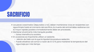 Los peces cosechados (depurados o no), deben mantenerse vivos en recipientes con
agua limpia hasta el momento del sacrificio, la muerte del animal debe realizarse con
la mayor rapidez posible e inmediatamente debe ser procesada.
Mantener al animal lo más tranquilo posible
Estres intensifica la autolisis.
En ocasiones es importante utilizar un sedante.
Adición de hielo con lo que la hipotermia produce sedación.
Puede añadirse sal común a razón de 0.1 a 1% para mantener la temperatura del
agua baja por más tiempo.
SACRIFICIO
 
